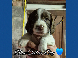 4 Boys - KC Reg and FT-CH Bloodlines