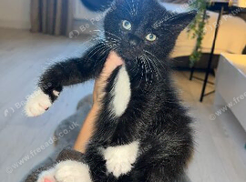 4 gorgeous male kittens ready