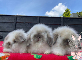 Stunning Mini Lion Lop Boys