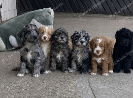 Beautiful Litter of Cockapoo puppies