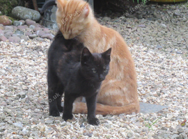 PRETTY FARM REARED KITTEN
