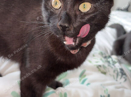 Kitten for sale