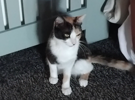 Forever  home wanted