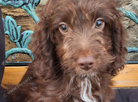 F1 chocolate with tan and white, chocolate with white cockapoo puppies