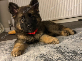 Male German shepherd puppy
