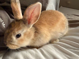 2 Female Baby Rabbits For Sale