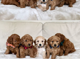 Waiting List - Small Mini Goldendoodle Pups due 3 Nov