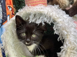 VERY LOVING BOY KITTEN READY NOW