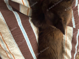 Brown female kitten