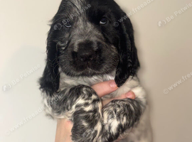 Beautiful full show cocker spaniels