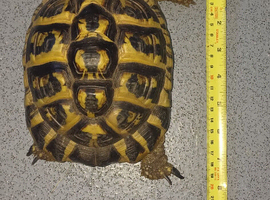 Two female testudo hermanni hermanni dwarf herman tortoises female