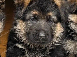 Outstanding KC German Shepherd puppies