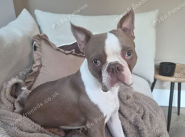 Rehome Boston Terrier