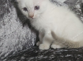 One rag doll kitten two mixed breed