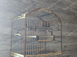 Fancy goldfinch or mule cage