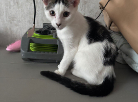 Kitten looking for new home