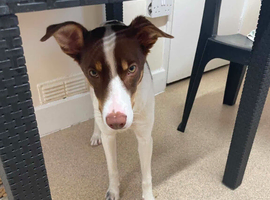 Wonderful Collie x female