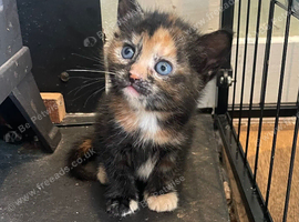 Kittens for sale