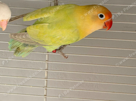 Lovebirds pairs and aquas available.