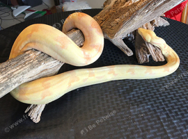 Sunglow Boa