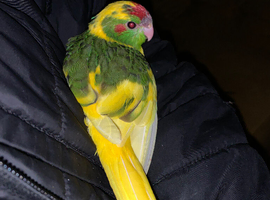 Baby&rsquo;s being hand reared