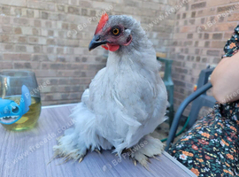 Lavendar pekin batam