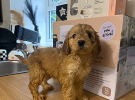 Cockapoo puppies