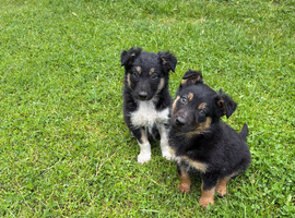 Beautiful Puppies for Sale