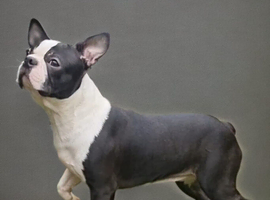 Boston Terrier Studs