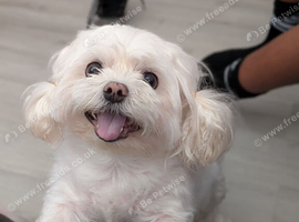 Gorgeous 5yr Old Male Morkie
