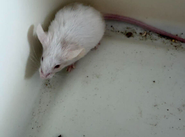 Pet mice