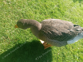 Dewlop tolouse geese 12 weeks old 1 unrelated pair