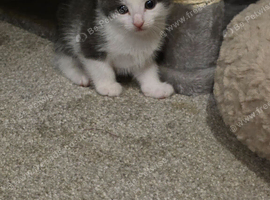 2 Female Kittens