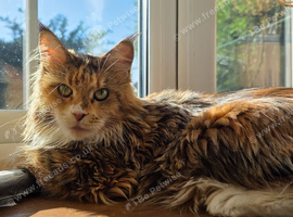 Tica active polydactyl female