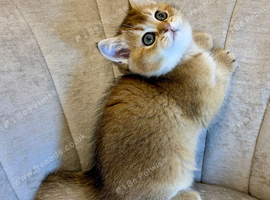 ️ Adorable Kittens ️