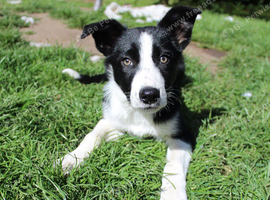 5 month old Collie pup