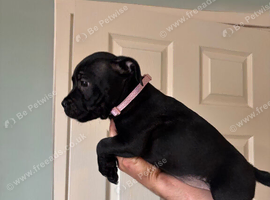 KC Registered Pedigree Staffordshire Bull Terrier puppies