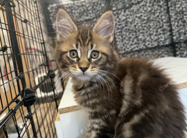 Maine Coon Registered TICA
