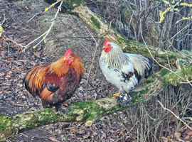 Pekin Bantam Cockerel