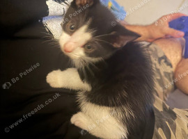 2 kittens