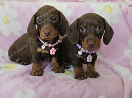 READY NOW- TWO MINIATURE FEMALES