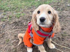 F1b cockapoo girl