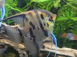 High fin stripes Angels