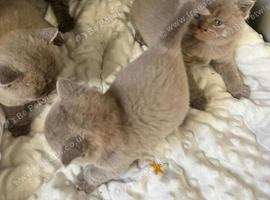 Lovely friendly short British short hair kittens
