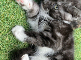 Gorgeous male kitten