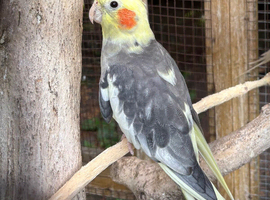 Male Cockatiel