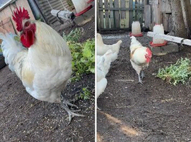 Light Sussex x bluebell rooster