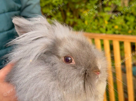 Beautiful silver lionhead