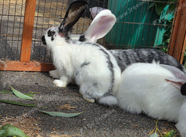 Adorable giant cross kits looking for loving homes