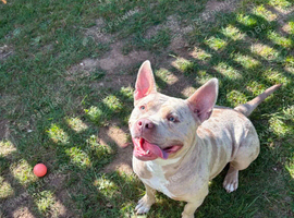 Coco 2 year old staffy x frenchie